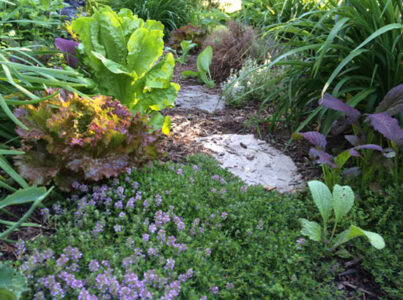 Permaculture Companion Planting on Steroids Image